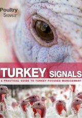 Turkey Signals by Edward Mailyan