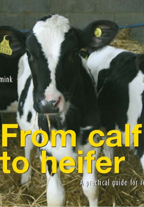 From Calf to Heifer